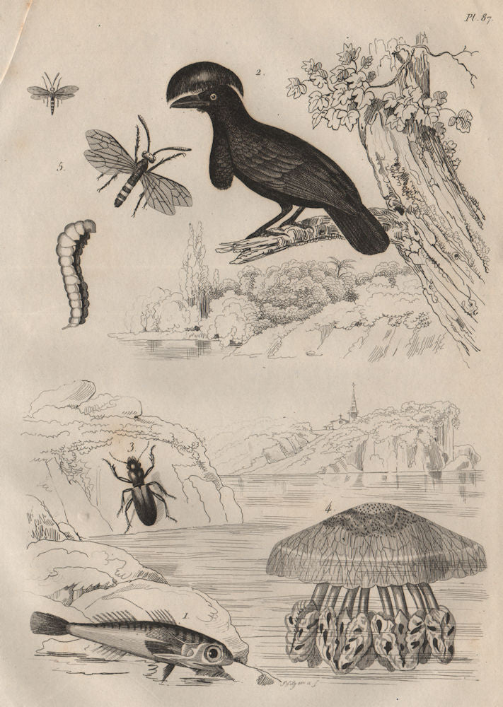 Gurnard. Umbrellabird. Broscus cephalotes. Cepheus jellyfish. Cephus 1834